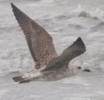 /album/photogallery/lbb-gull-imm-tanji-nov-2013-jpg/
